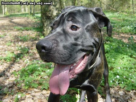 Cane Corso Gianni is now 11 Month old and think what he can do in his life