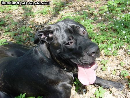 Cane Corso Hey  what you want?!?!You not see I am bored