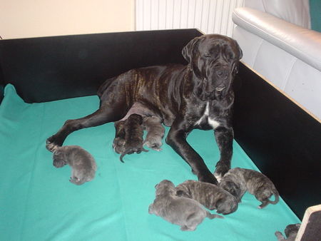 Cane Corso Meine Babys und ich!