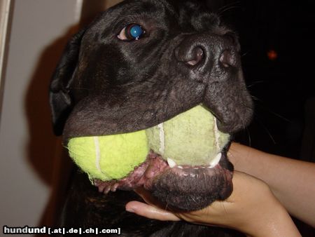 Cane Corso One Ball is not enough for our Gianni