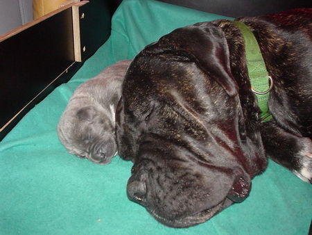 Cane Corso