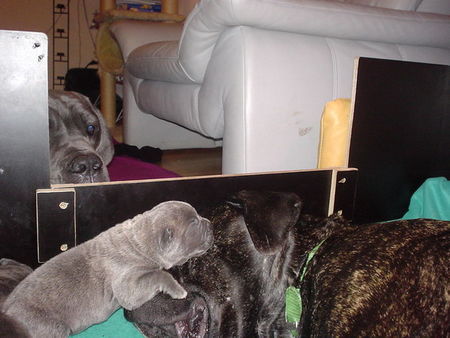 Cane Corso Mein bester Freund und ich ;o)