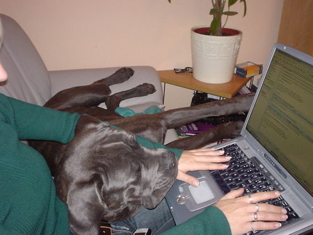 Cane Corso Bei der Arbeit...