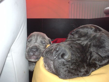 Cane Corso Zzzzz....