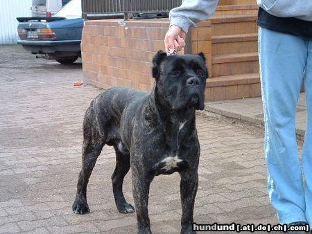 Cane Corso Blueprint Cane Corso Anter 