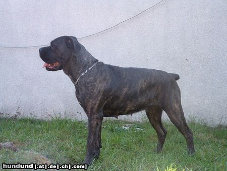 Cane Corso Blueprint Molina Bundeseiger 2002 Holland CH.