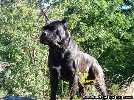 Cane Corso Blueprint Tuono Italian.Ch, Swedish Champion