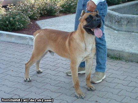 Cane Corso