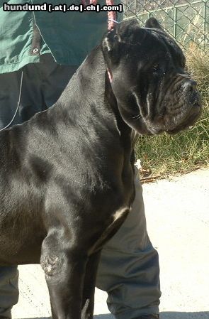 Cane Corso Dream Team Cane Corso