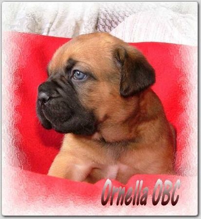 Cane Corso Ornella Of Binajo Conceptions