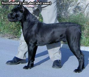 Cane Corso ROTHORM JY DREAM DIAVOLO