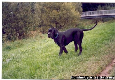 Cane Corso Duke auf der Wiese