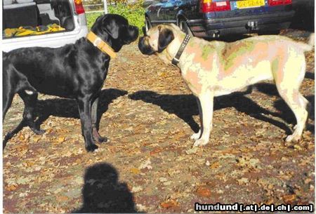 Cane Corso Campo di Cavallo Duke, 7 Monate