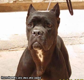 Cane Corso ROTHORM JY DREAM ELECTRA