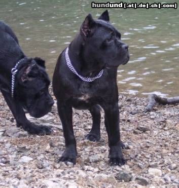 Cane Corso ROTHORM JY DREAM ELECTRA