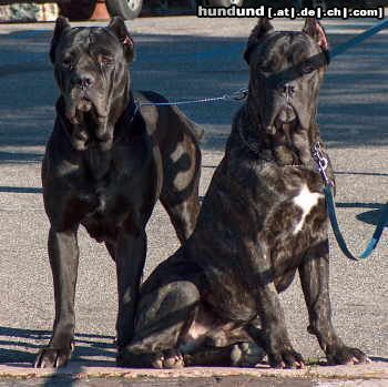 Cane Corso Evita, Deutscher und Schwedischer Ch., Jason, 14 Monate