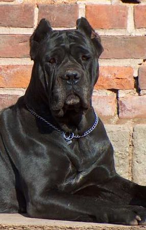 Cane Corso Porta dell' Inferno