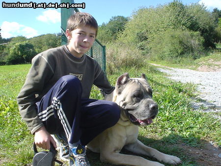 Cane Corso David & Leeroy