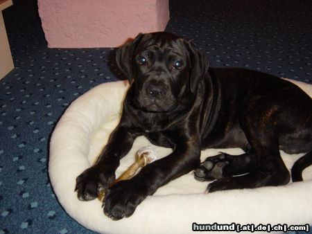 Cane Corso Gianni  Cane Corso Welpe, 4 Monate alt und sehr neugierig und lebhaft