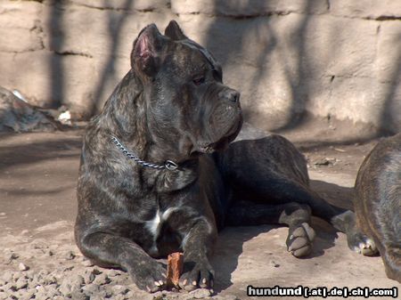 Cane Corso Jason, 14 Monate