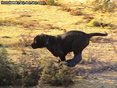 Cane Corso Schnell wie der Wind...