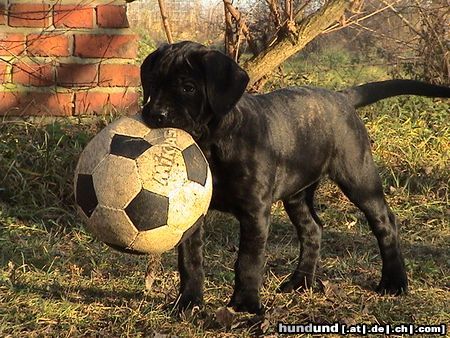 Cane Corso