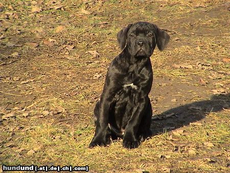 Cane Corso Wer kommt denn da?