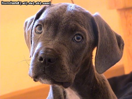 Cane Corso Können diese Augen lügen?