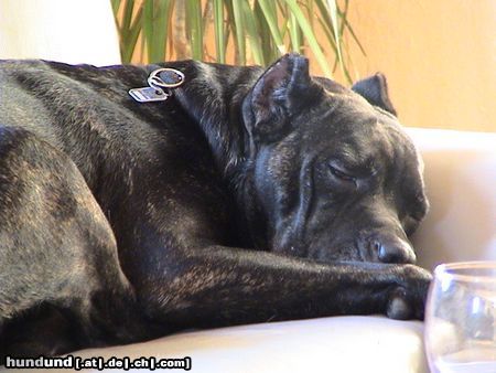 Cane Corso So schön kann das Leben sein...