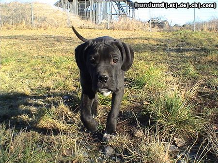 Cane Corso Andro auf Patrouille.