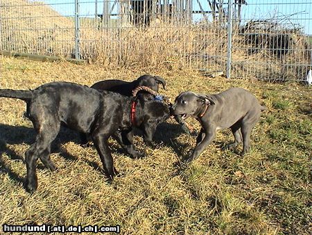 Cane Corso Wer ist der Stärkere..?