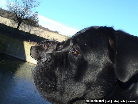 Cane Corso Satchmo und Venus.