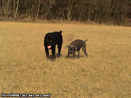 Cane Corso India & Angie auf Tour