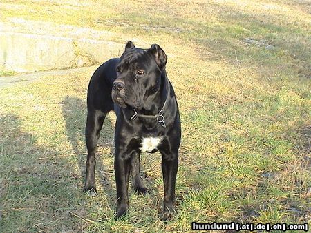 Cane Corso India - Lux.Champion Anwart