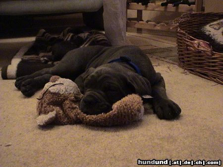 Cane Corso Mein Bär und ich :-)