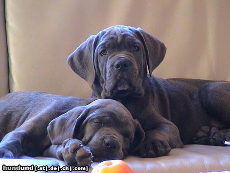 Cane Corso Hör mal wer da kommt?!