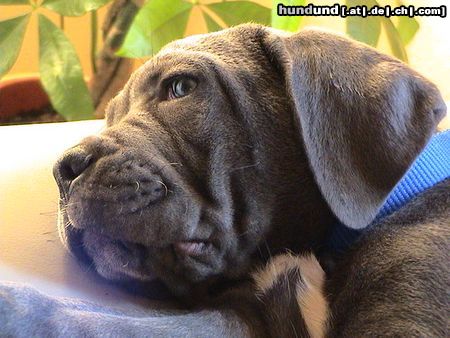 Cane Corso Kinley