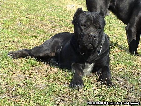 Cane Corso India beim Sonnenbad...