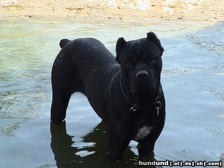 Cane Corso India beim baden