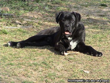 Cane Corso Sonnen ist so schön...