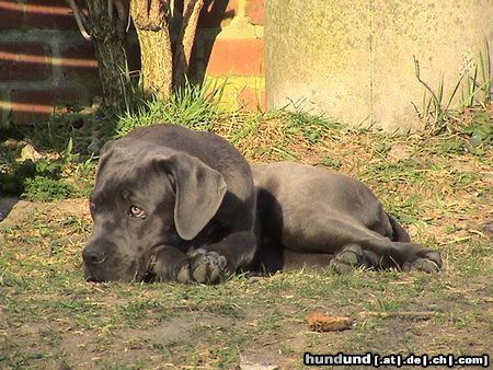 Cane Corso Angy