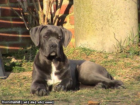 Cane Corso Ich genieße die Sonne :-)