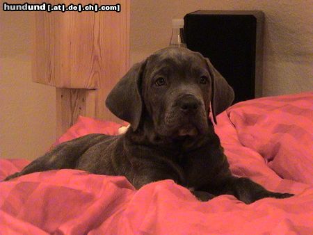 Cane Corso Josy 7 Wochen