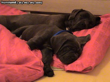 Cane Corso Angie & Kinley beim Mittagsschlaf