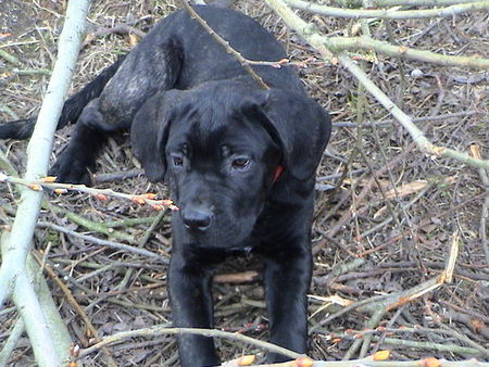 Cane Corso