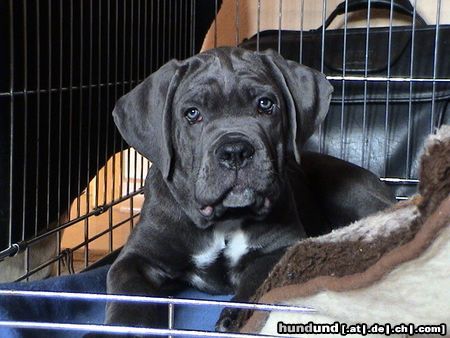 Cane Corso Kinley 8 Wochen