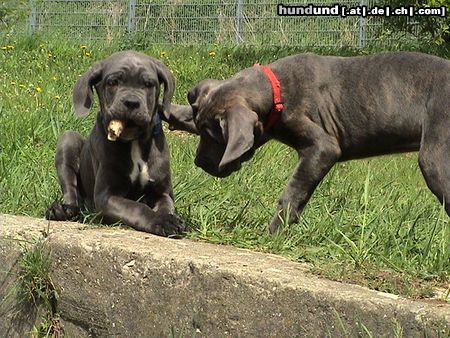 Cane Corso Gib mir deinen Knochen...