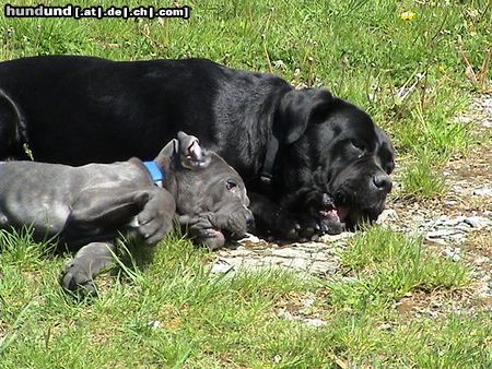 Cane Corso Los, lass uns in den Pool gehen !