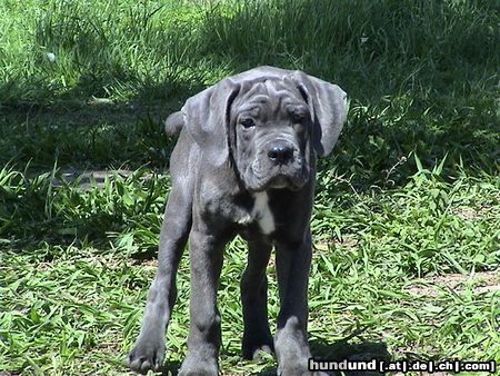 Cane Corso Kinley 8 Wochen alt