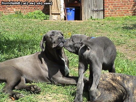 Cane Corso Hab dich Lieb...